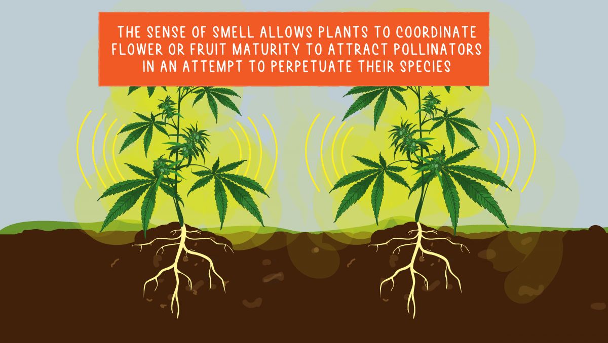 Can cannabis plants think?: smell