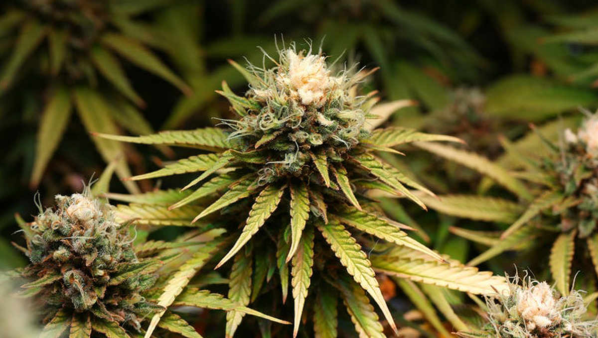 Light burn: bleaching