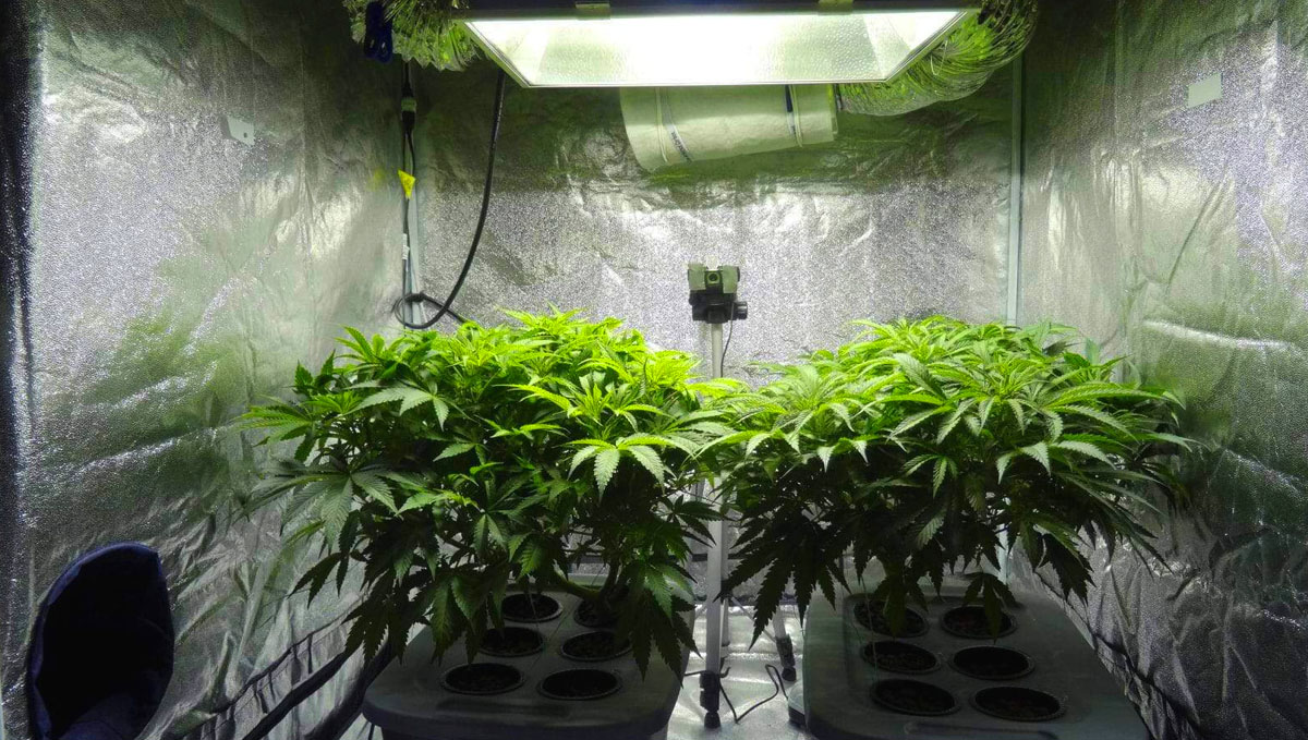 If you are growing weed indoors, keep in mind the expenses it involves. If you are growing weed indoors, keep in mind the expenses it involves.