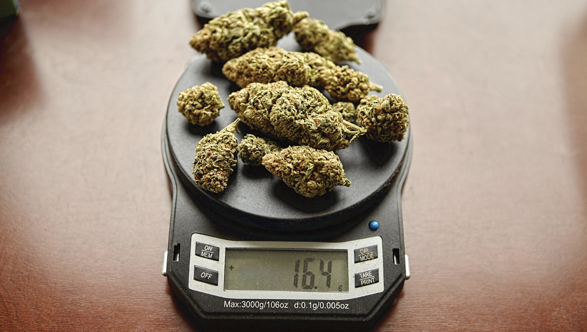 Wie viel Ertrag liefern Autoflower: Was bedeutet Ertrag