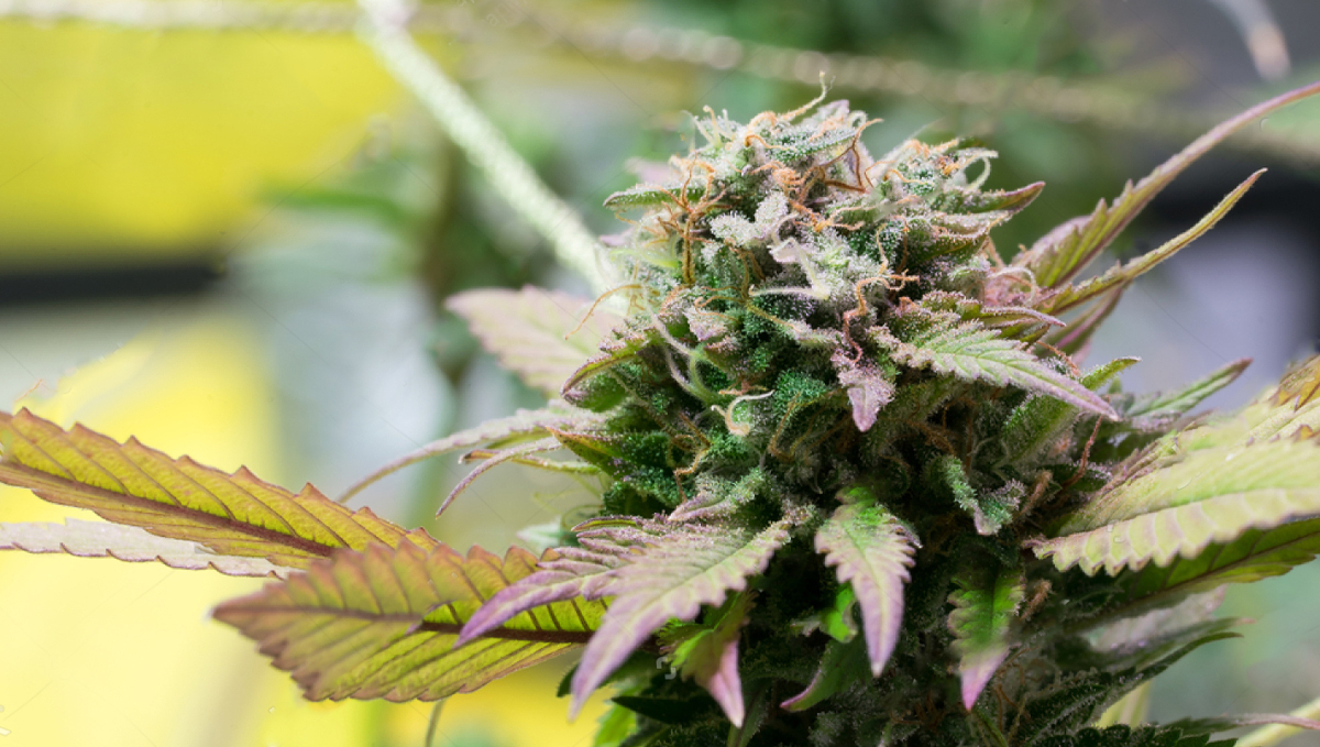 OG Kush Auto: the history