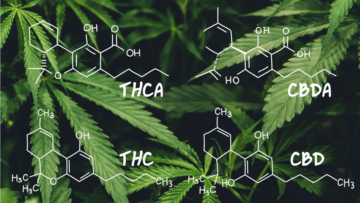 Cannabis' components mutate over time. Cannabis' components mutate over time.