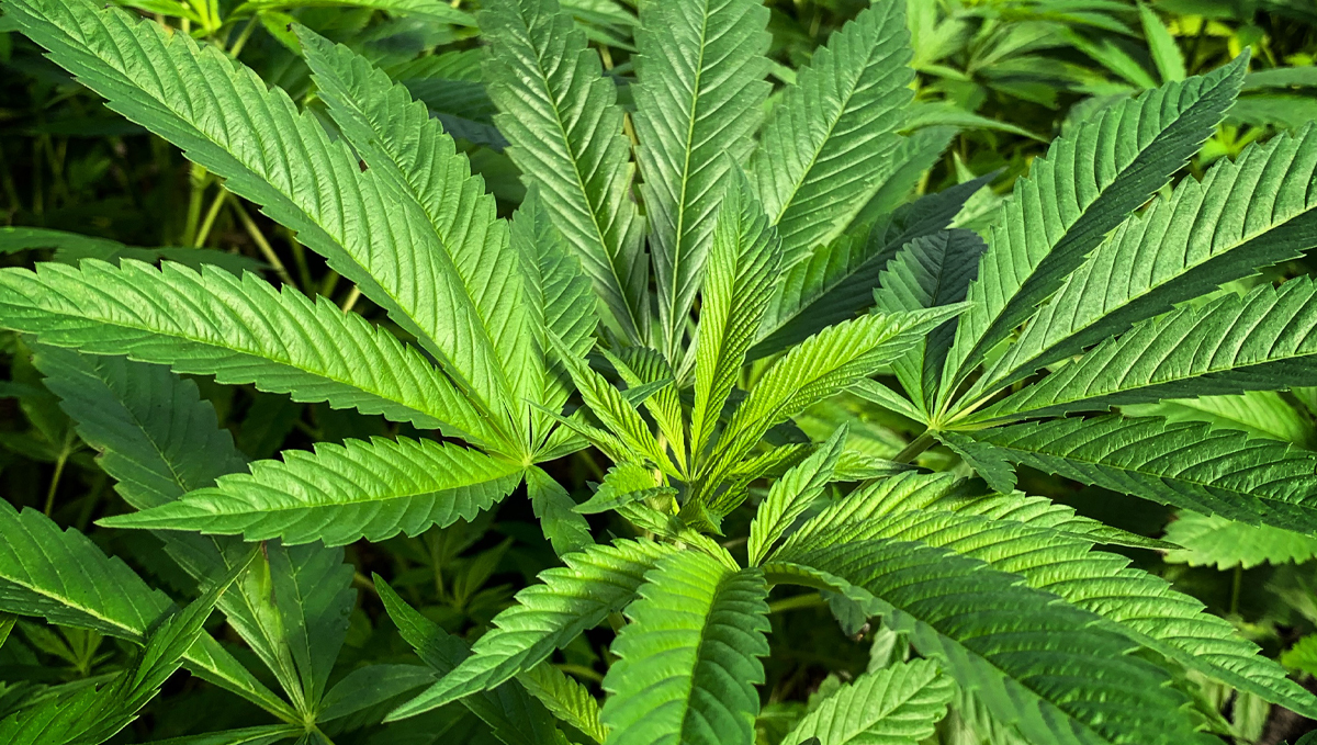 How to fix over and underwatering: how to avoid underwatering How to fix over and underwatering: how to avoid underwatering