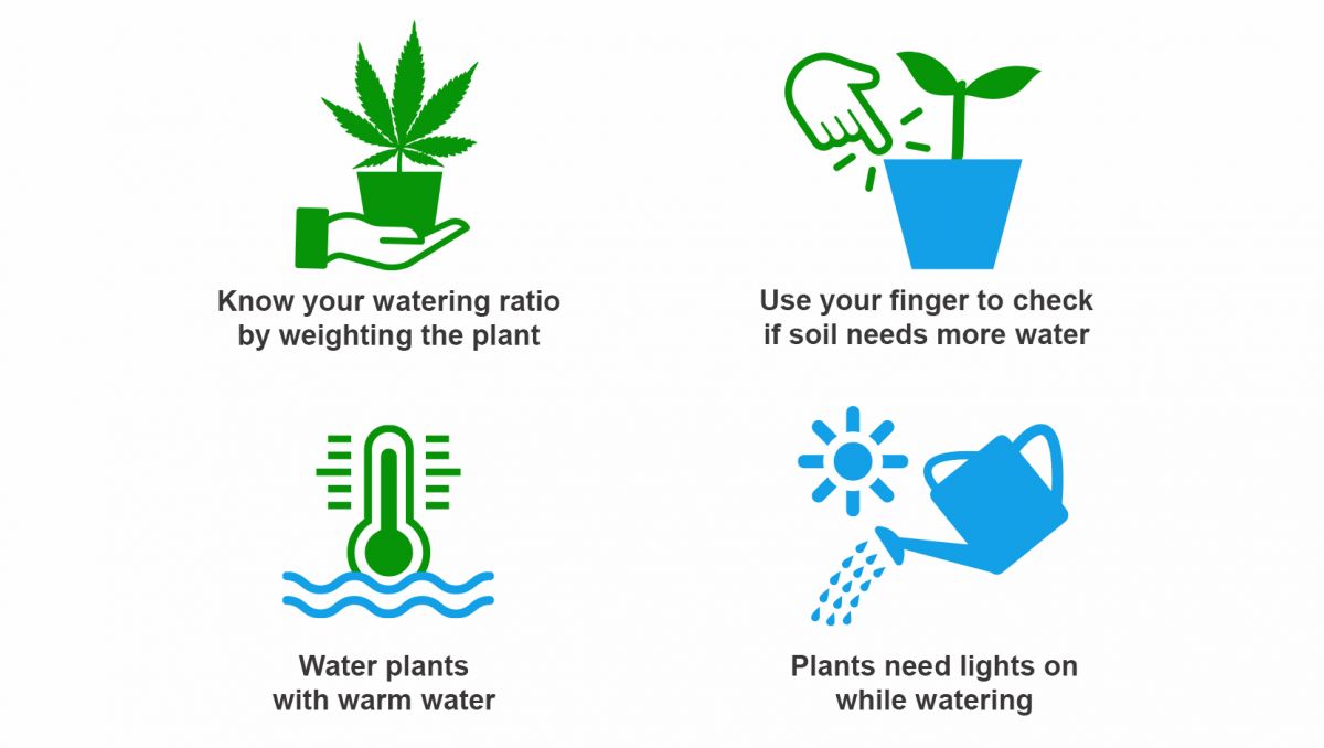 How often should I water my plants: top tips
