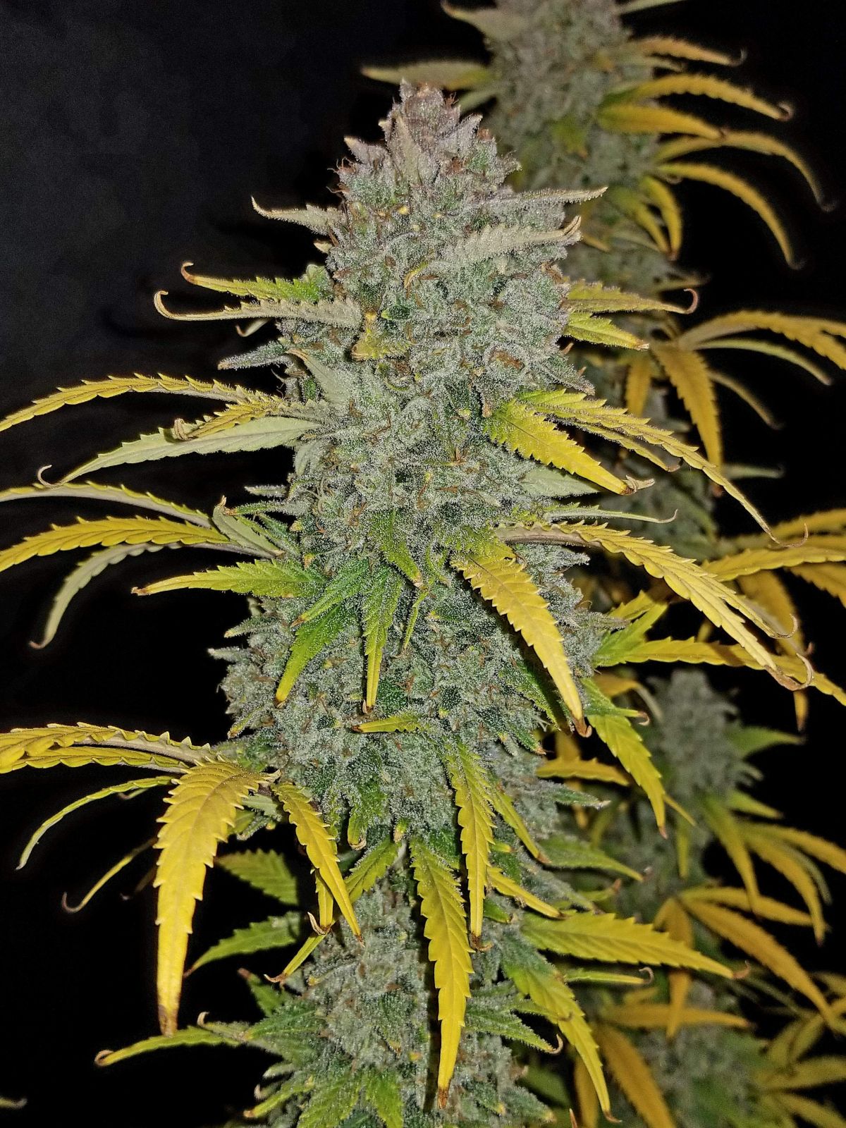 fastbuds Blue dream matic by Hawkbo.jpg