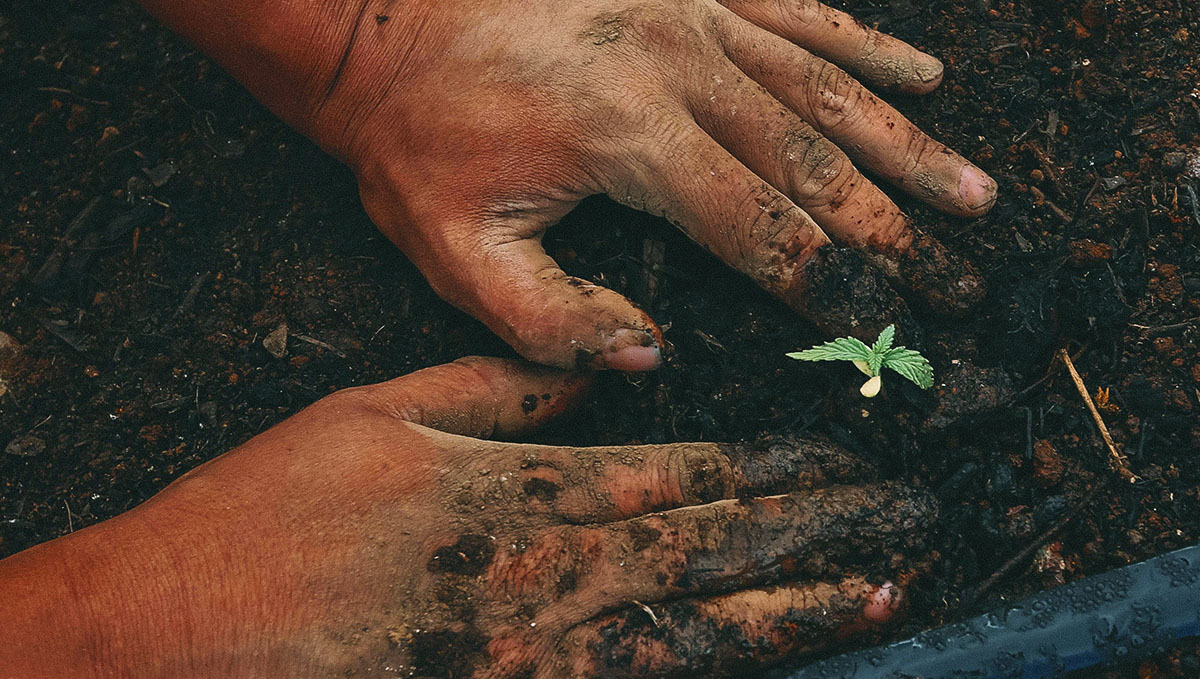 Outdoor cannabis plants usually involve less costs but you have less control over the process. Outdoor cannabis plants usually involve less costs but you have less control over the process.