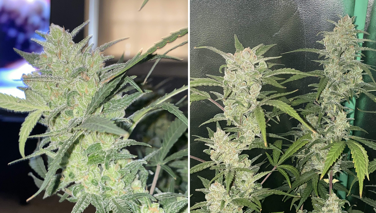 Top 5 highest THC auto: gorilla glue auto Top 5 highest THC auto: gorilla glue auto