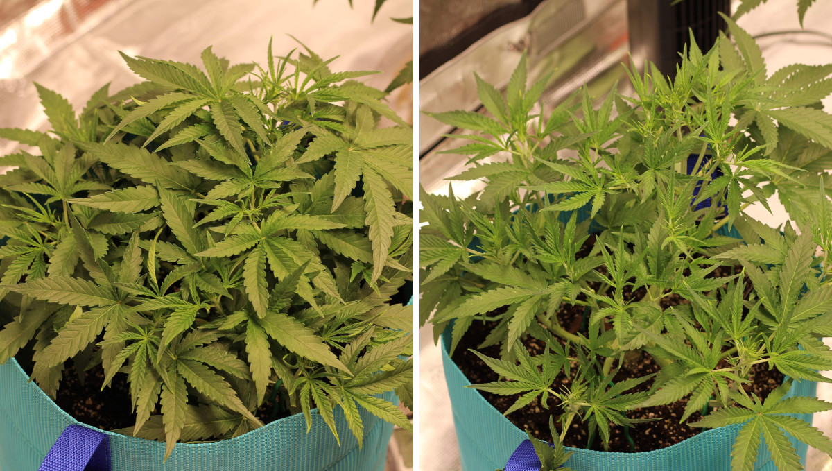 Gelato Auto Cannabis Strain Week-by-Week Guide: A low and dense weed bush with some preflowers visible Gelato Auto Cannabis Strain Week-by-Week Guide: A low and dense weed bush with some preflowers visible