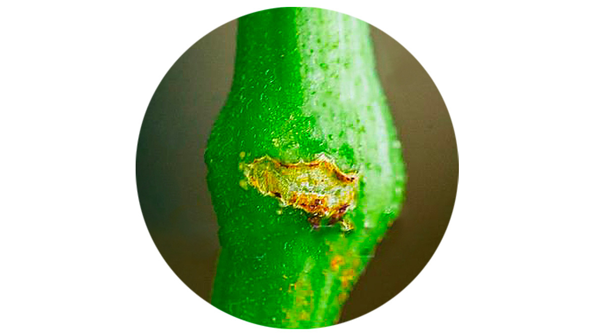 Recovery after super cropping