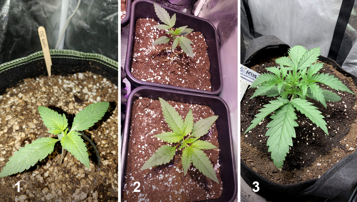 OG Kush Auto: week 2