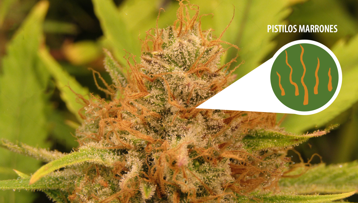 Cosecha tu cannabis autofloreciente: estigmas marrones Cosecha tu cannabis autofloreciente: estigmas marrones