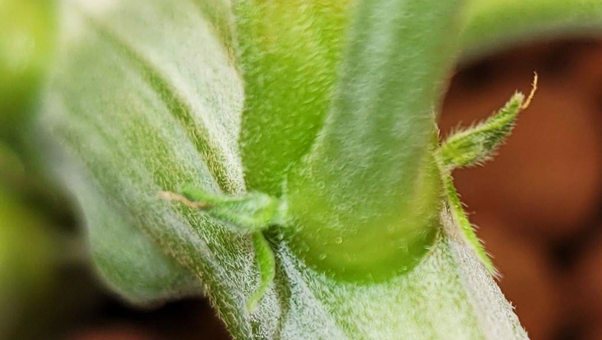 Gorilla Cookies Auto, guía semanal de la variedad: Preflores en los nodos Gorilla Cookies Auto, guía semanal de la variedad: Preflores en los nodos