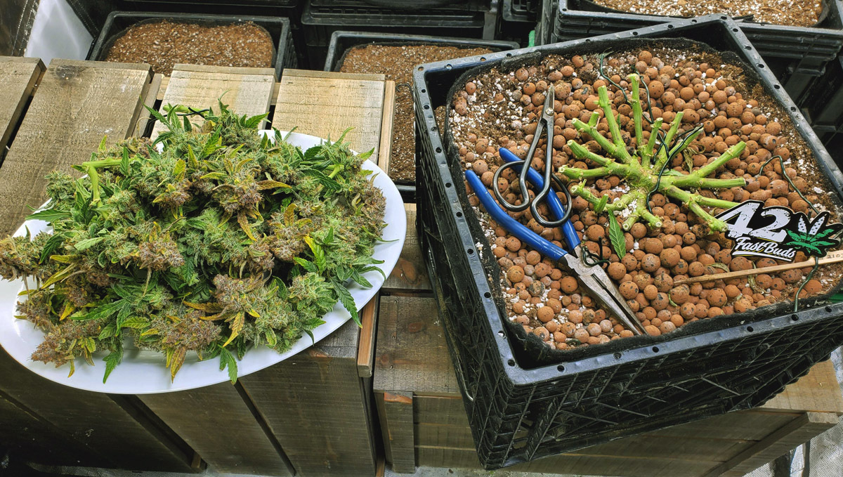 Pěstování samonakvétacího konopí venku: sklizeň konopí Pěstování samonakvétacího konopí venku: sklizeň konopí