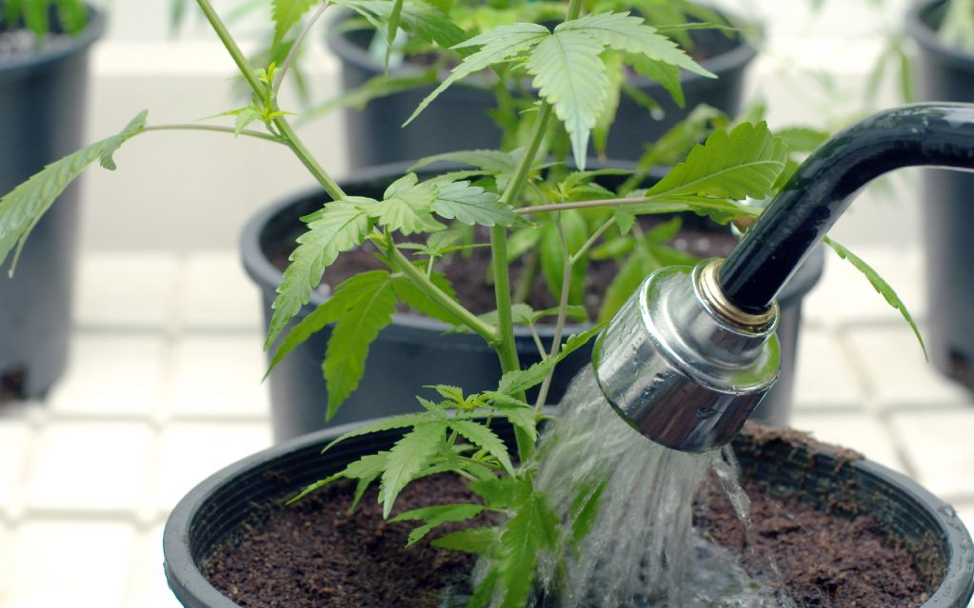 Water your cannabis plants