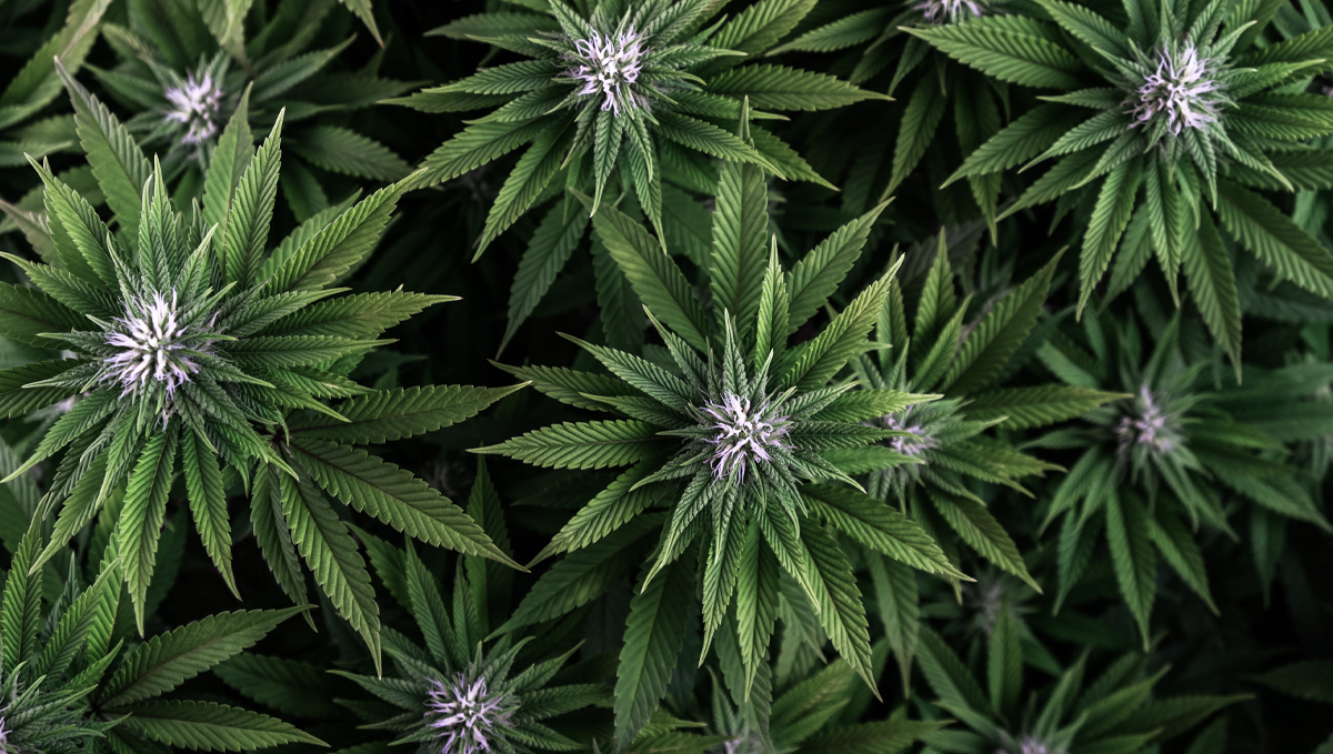 How to increase thc: light How to increase thc: light