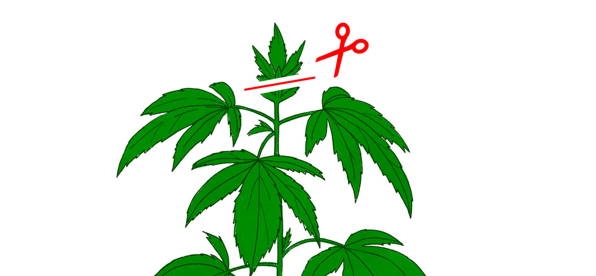 Fimming cannabis plant