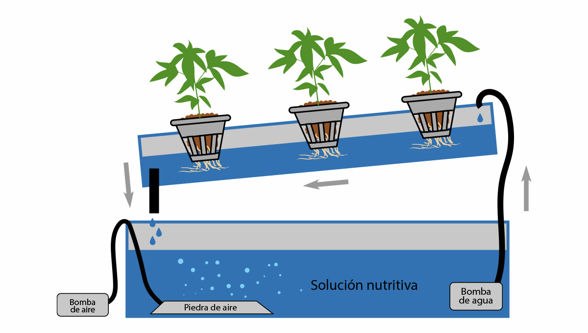Cannabis autofloreciente en hidro: técnica de película de nutrientes