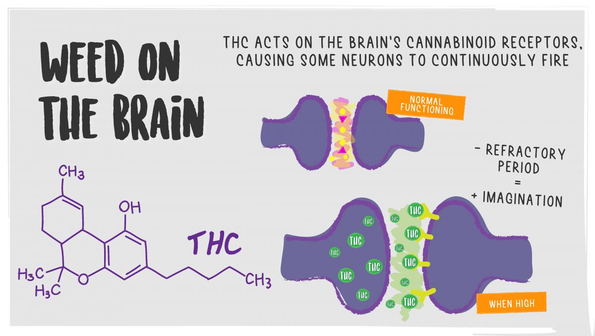 The effects of mixing alcohol and cannabis: the effects of cannabis on the brain The effects of mixing alcohol and cannabis: the effects of cannabis on the brain
