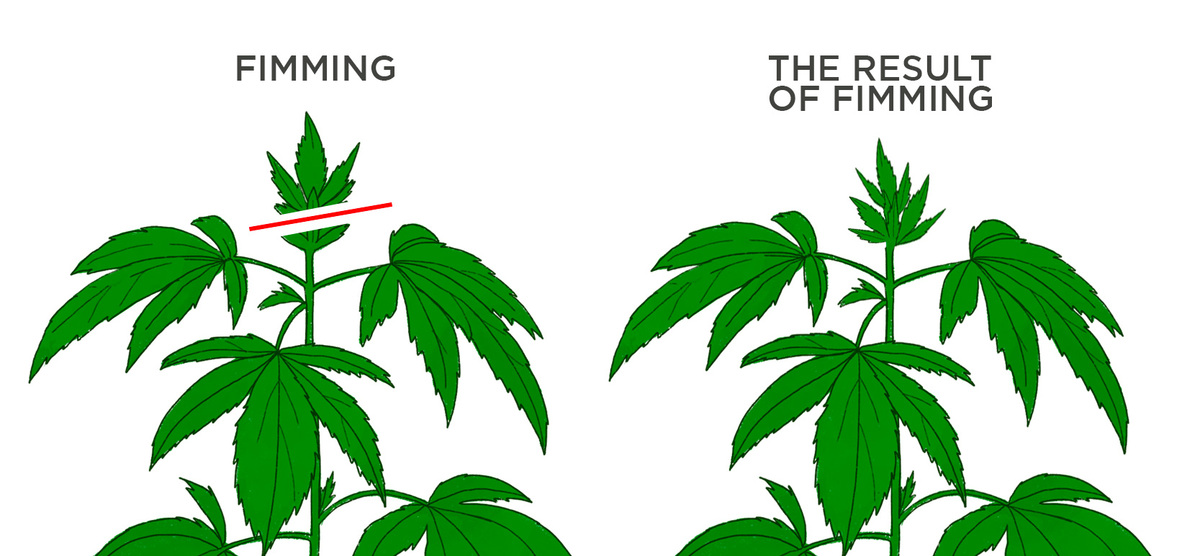 All About Fimming Autoflowering Cannabis Plants: What is fimming cannabis All About Fimming Autoflowering Cannabis Plants: What is fimming cannabis