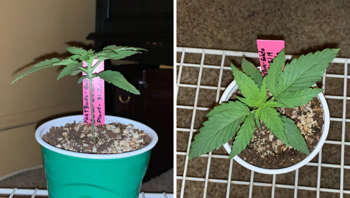 Gelato Auto Cannabis Strain Week-by-Week Guide: A side- and top-view of a seedling in a solo cup Gelato Auto Cannabis Strain Week-by-Week Guide: A side- and top-view of a seedling in a solo cup