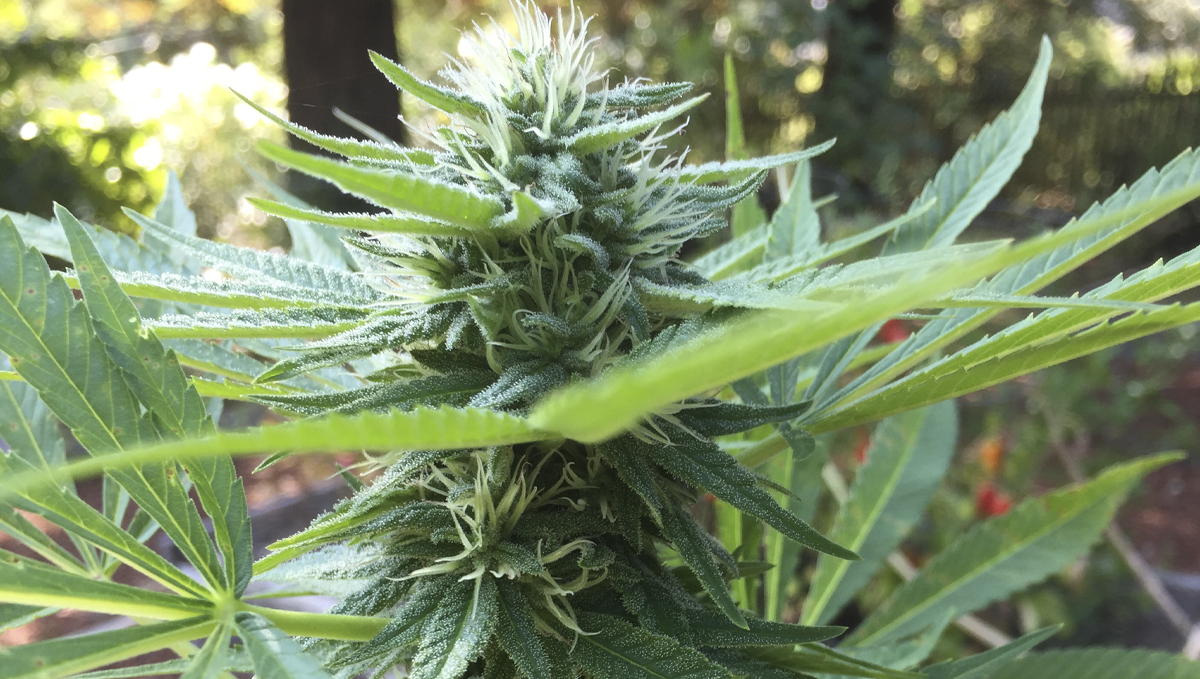 Sinsemilla: what is sinsemilla?