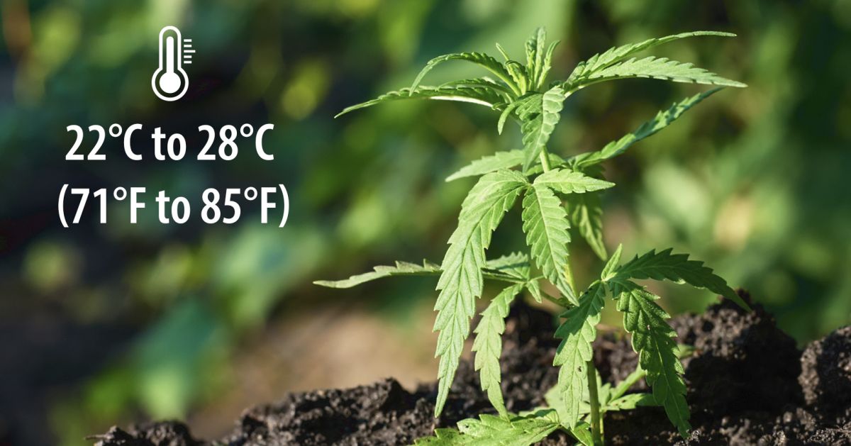 9 Mistakes to Avoid: best temperatures 9 Mistakes to Avoid: best temperatures