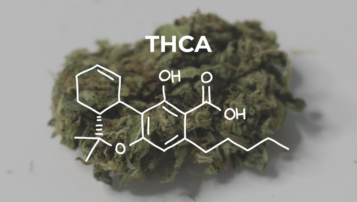 Brewing Cannabis With Hacked Beer Yeast: The THCA and CBDA obtained then turn into THC and CBD. 
