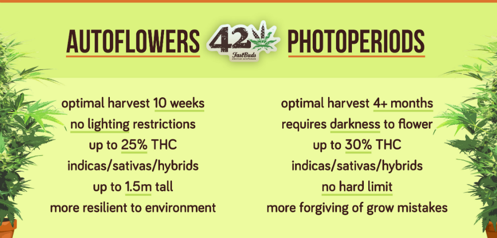 autoflowering-seeds-pro-con-chart.png A table listing the pros and cons of autoflowering cannabis