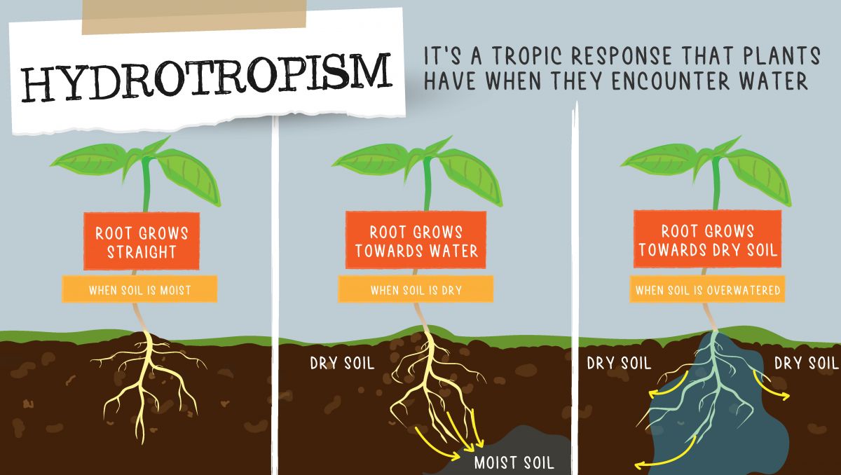 Can cannabis plants think?: hydrotropism