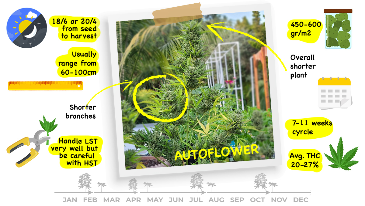 Fotoperiódicas vs autoflorecientes: ¿qué son las autos? Fotoperiódicas vs autoflorecientes: ¿qué son las autos?