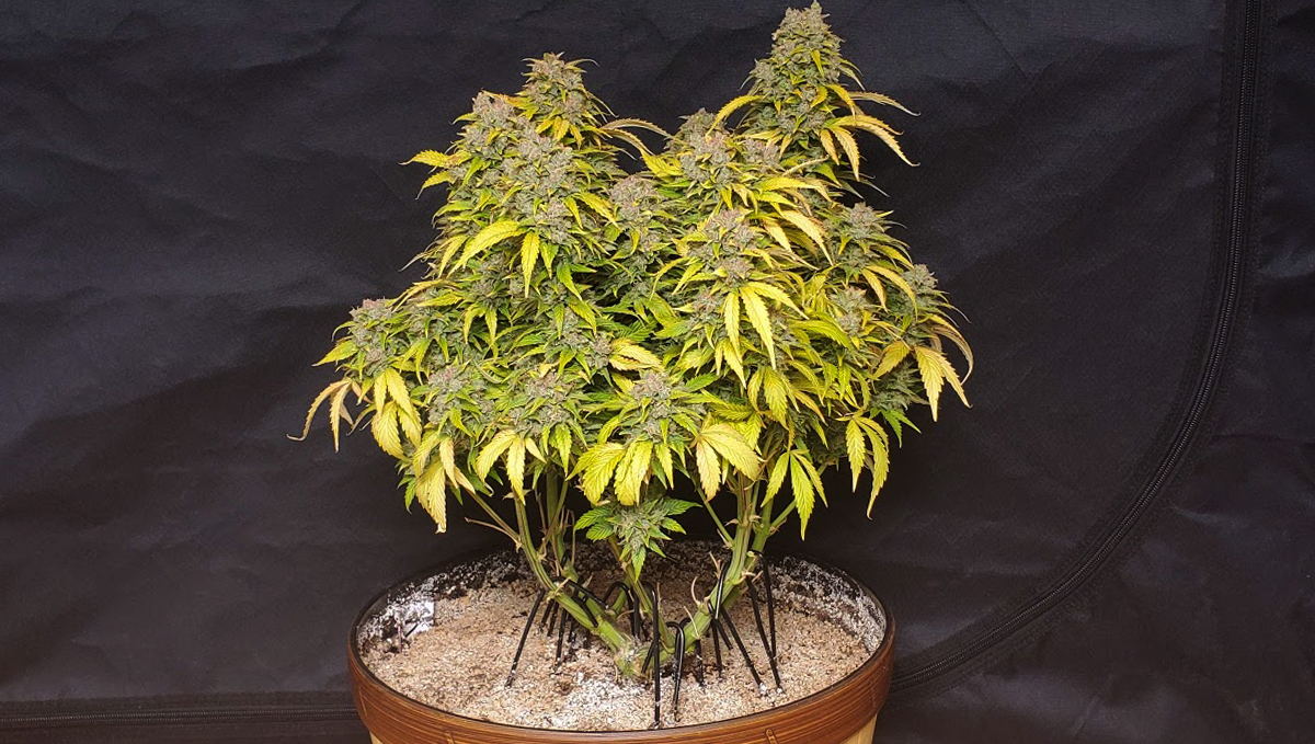 Top 4 training techniques for autos: topping