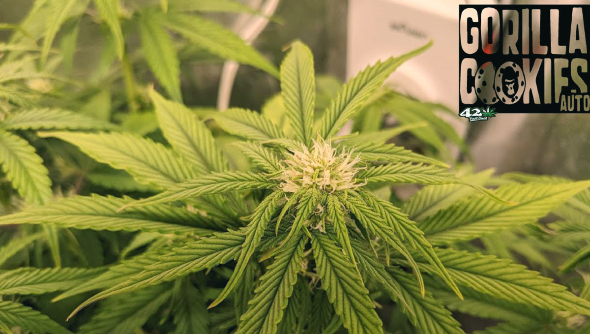 Gorilla Cookies Auto, guía semanal de la variedad: Cogollos jóvenes y guapos Gorilla Cookies Auto, guía semanal de la variedad: Cogollos jóvenes y guapos