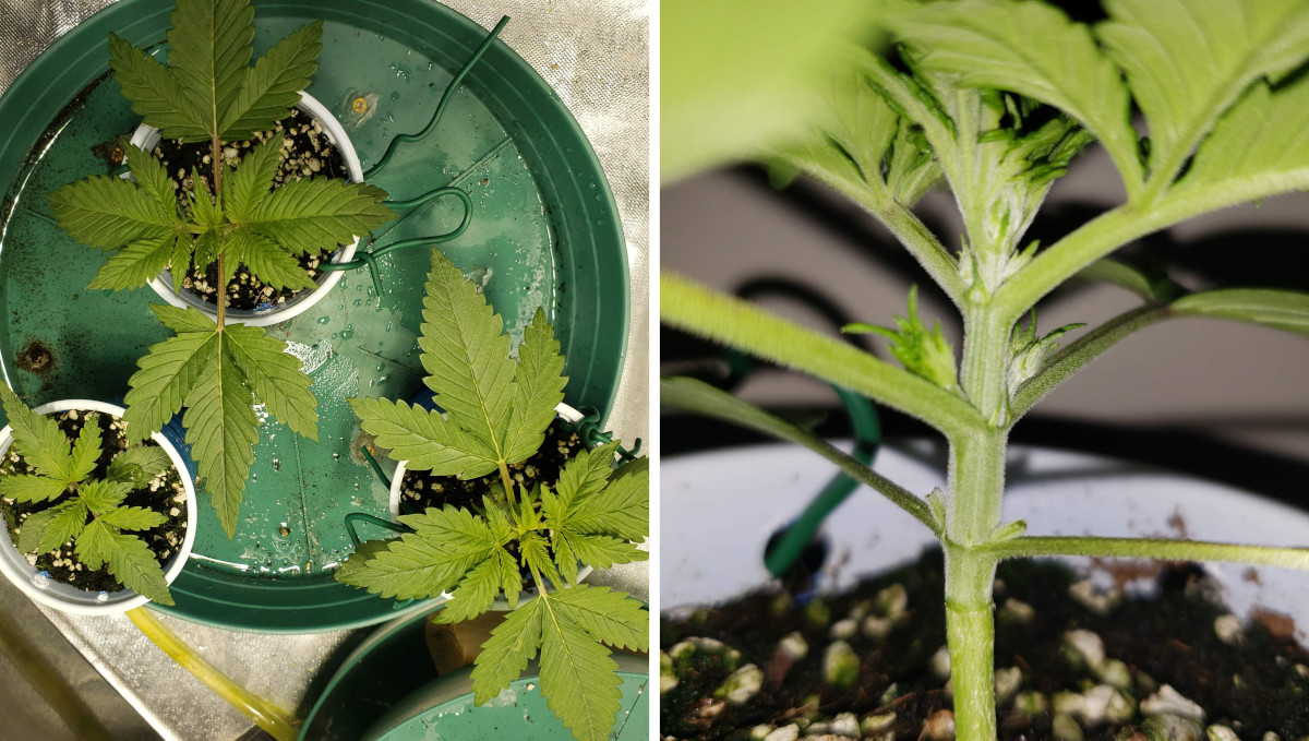 Strawberry Pie Auto Cannabis Strain Week-by-Week Guide: 2-weeks old cannabis seedlings and a macro shot of their nodes Strawberry Pie Auto Cannabis Strain Week-by-Week Guide: 2-weeks old cannabis seedlings and a macro shot of their nodes