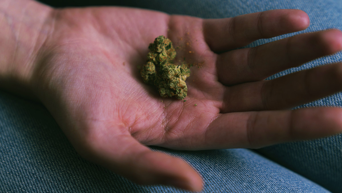 Check the touch and smell of your aged buds. Check the touch and smell of your aged buds.