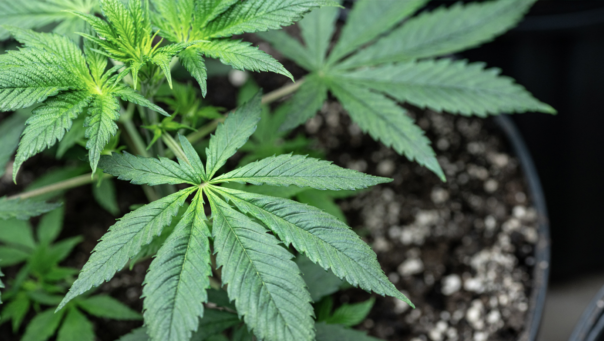 Plagron usage guide: organic fertilizers Plagron usage guide: organic fertilizers