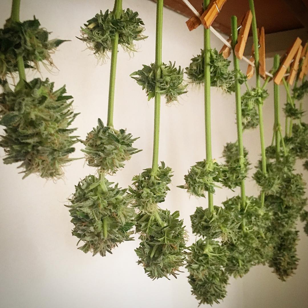 dry-cannabis-buds.jpg Cannabis buds drying upside down