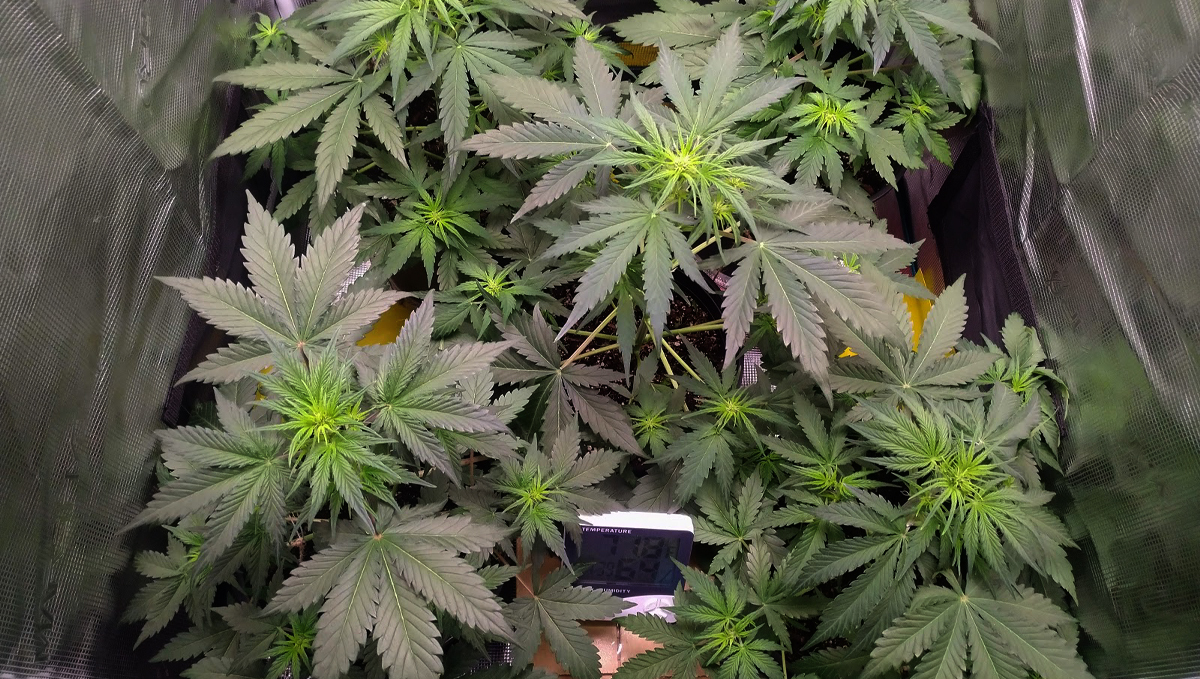 Die Vorblüte-Phase: Woche 1