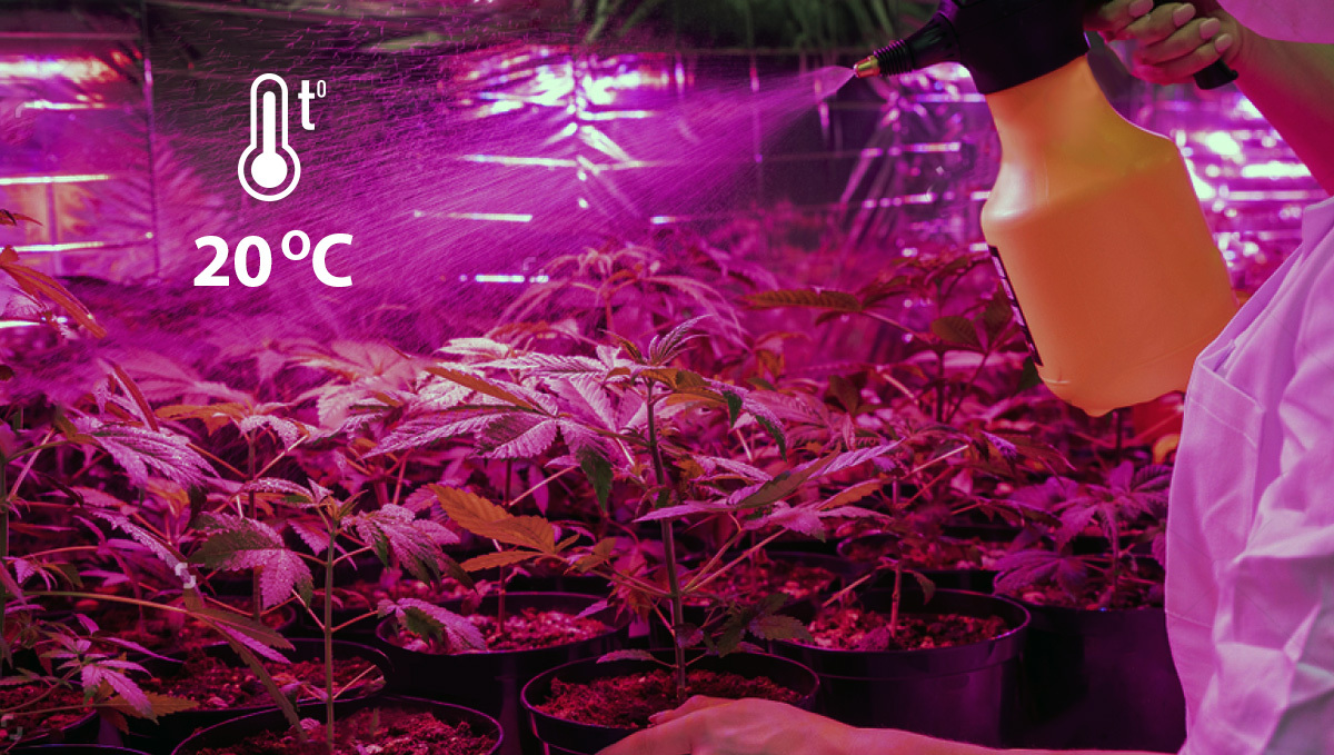 Organic pesticides for cannabis: Neem oil used as a foliar spray Organic pesticides for cannabis: Neem oil used as a foliar spray