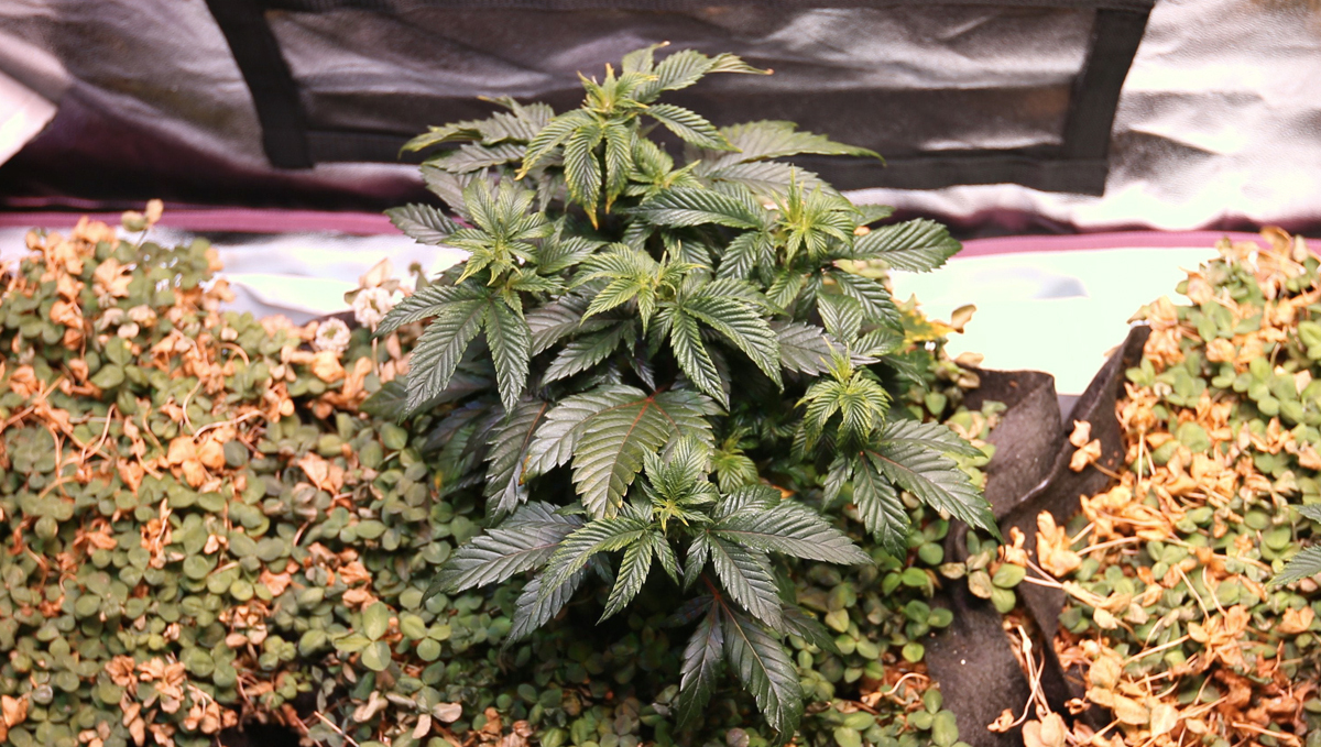 No-till cannabis guide: pruning