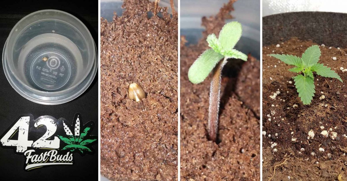 White Widow Auto guide: week 1