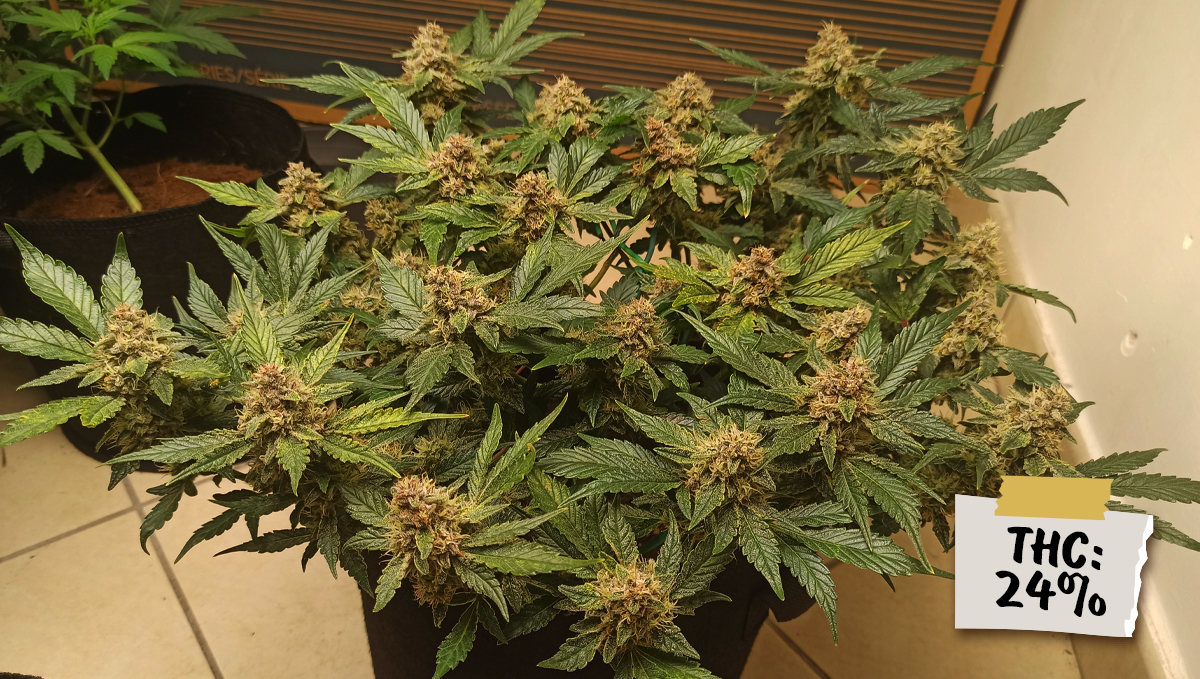 Are autos potent?: purple punch auto Are autos potent?: purple punch auto