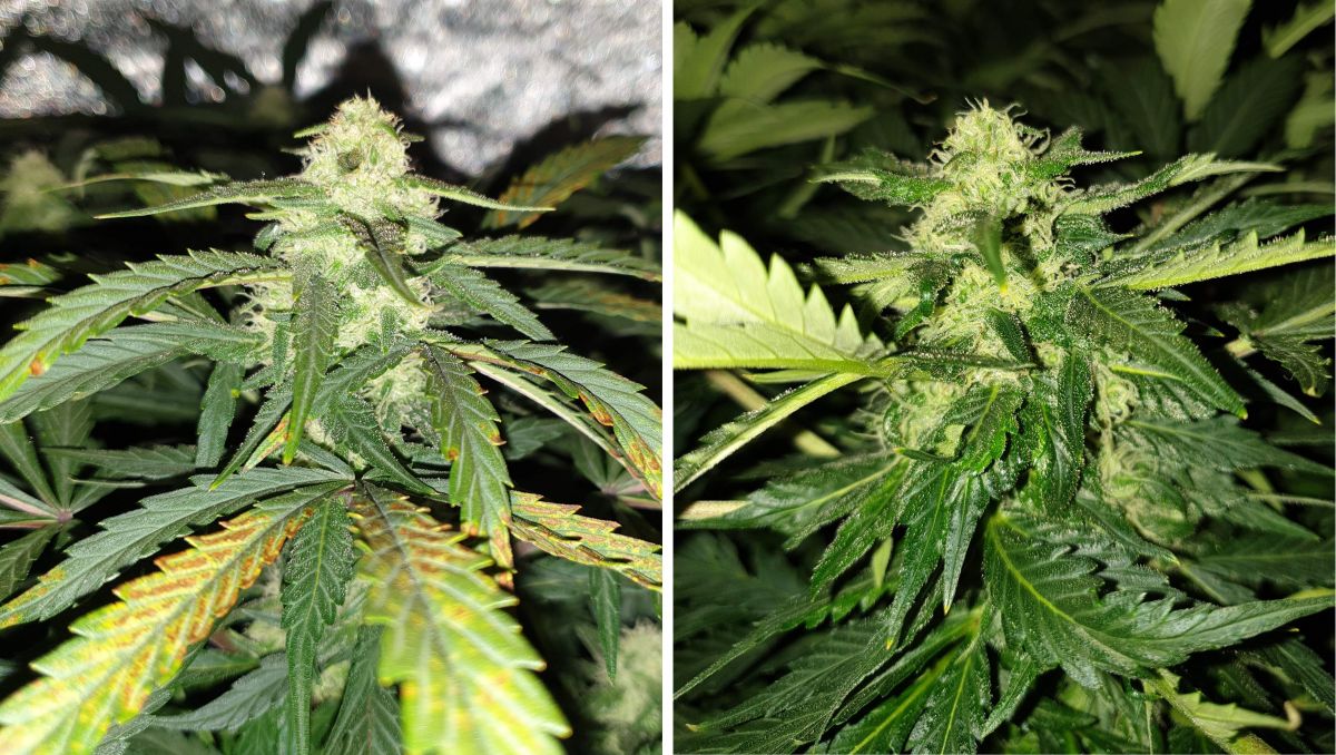Orange Sherbet Auto Cannabis Strain Week-by-Week Guide: A fat marijuana cola and some deficiency on upper fan leaves
