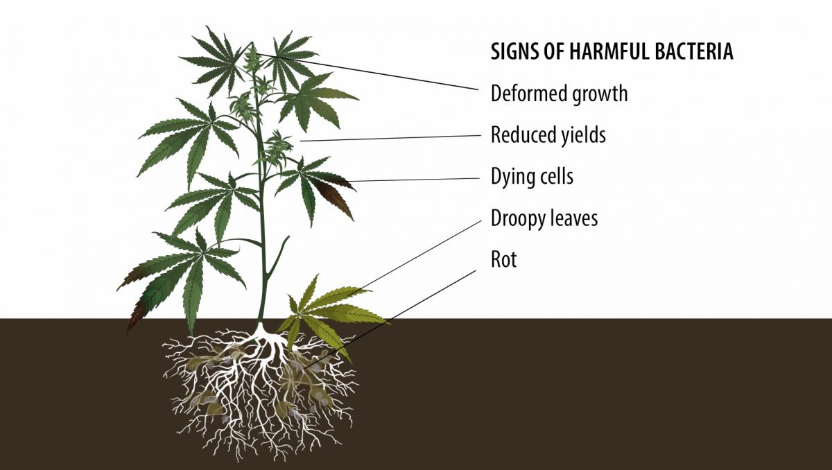 Benefits of microorganisms: signs of harmful bacteria Benefits of microorganisms: signs of harmful bacteria