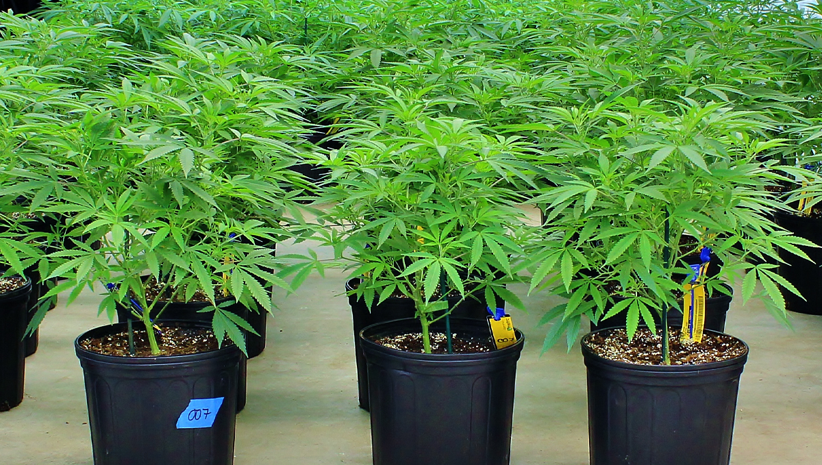 Mother plant care: what to look for