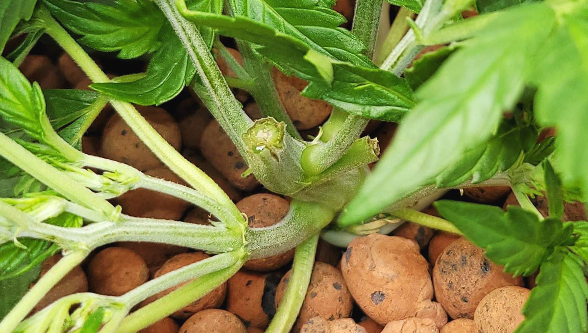 Gorilla Cookies Auto, guía semanal de la variedad: Otro tallo roto Gorilla Cookies Auto, guía semanal de la variedad: Otro tallo roto