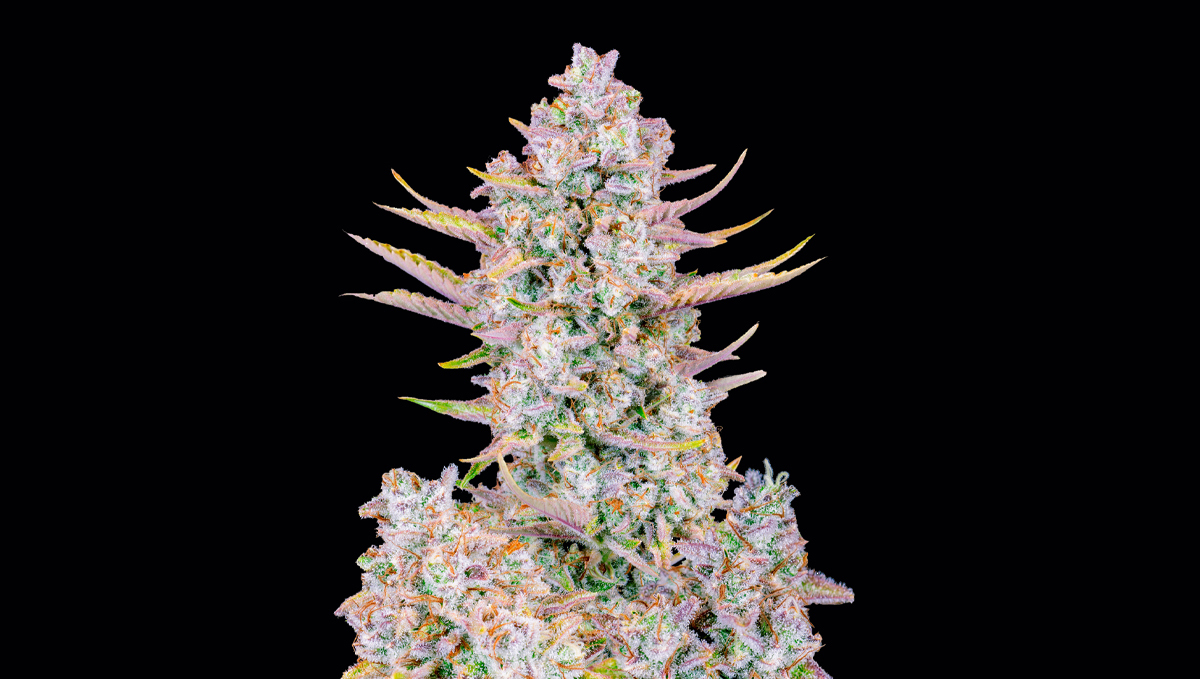 Top 10 Best Outdoor Autoflower Seeds UK 2024: Purple punch auto Top 10 Best Outdoor Autoflower Seeds UK 2024: Purple punch auto