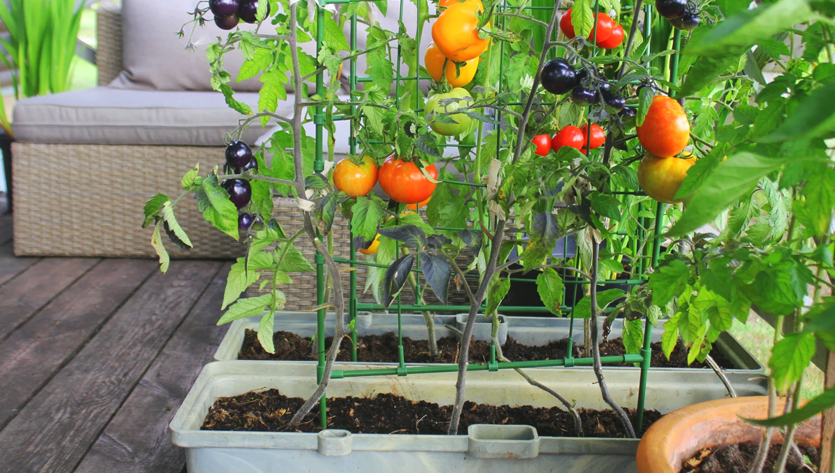 Grow some vegetables at home.