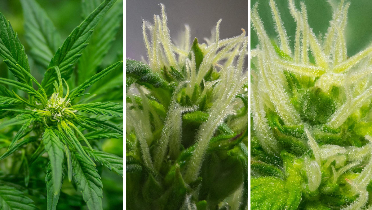 How to tell when autoflower is flowering: pre-flowering stage How to tell when autoflower is flowering: pre-flowering stage