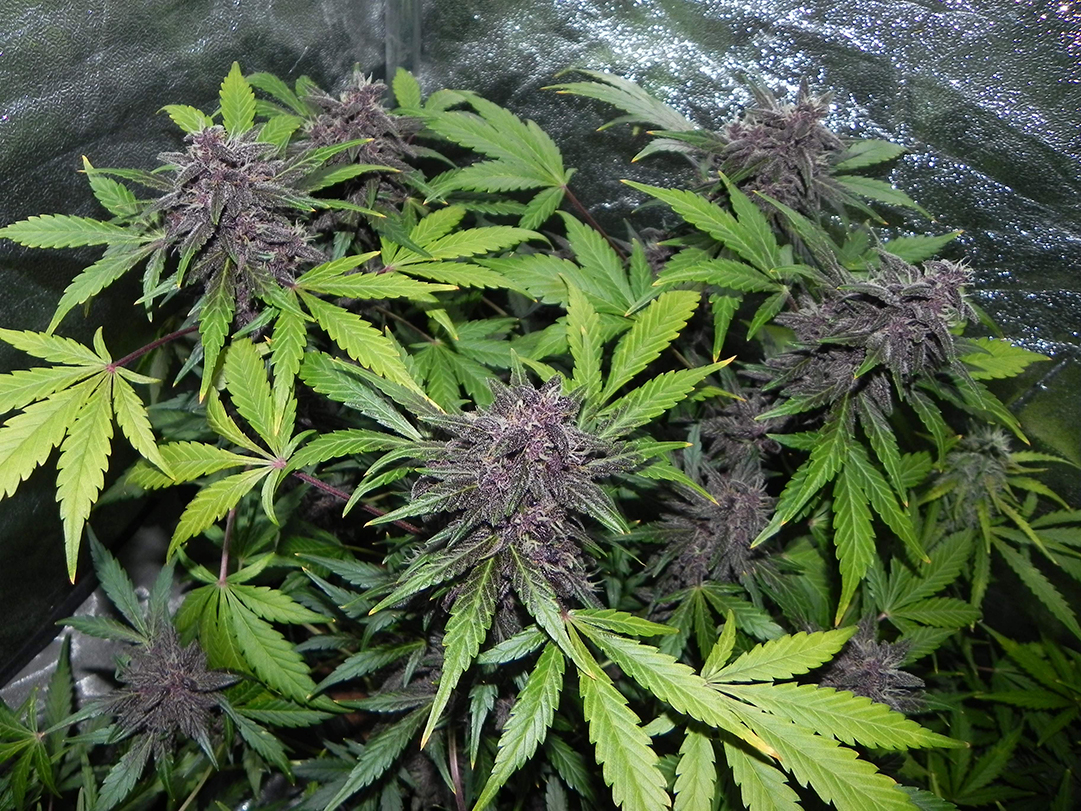 Fast Buds' LSD Autoflowers