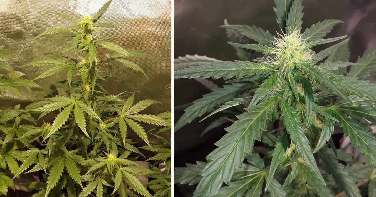 White Widow Auto guide: week 5
